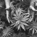 Histórico: 250 magistrados piden no criminalizar a usuarios de drogas
