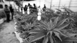 Por el cannabis medicinal legal