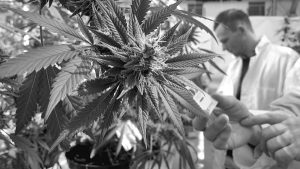 Diputados dio media sanción a la ley de cannabis medicinal