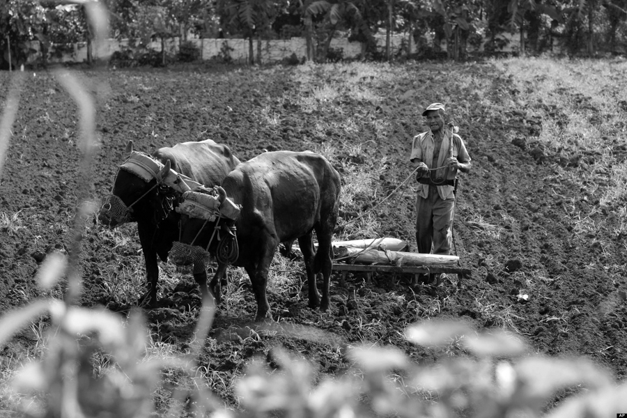 A farmer plows a field with oxen before planting tomatoes and chard in Havana, Cuba, Wednesday, Sept. 26, 2012. (AP Photo/Franklin Reyes)
