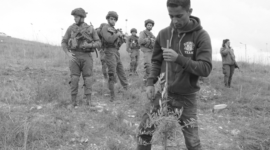 Palestinos plantan árboles para desafiar la confiscación de tierras por parte de Israel