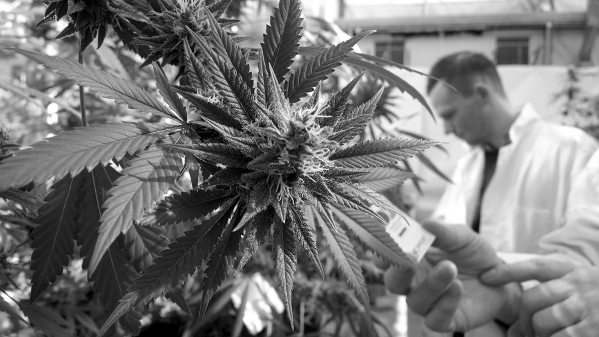 Finalmente, Argentina tiene su primera ley de Cannabis medicinal