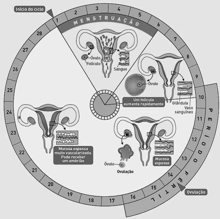 Ciclo-Menstrual