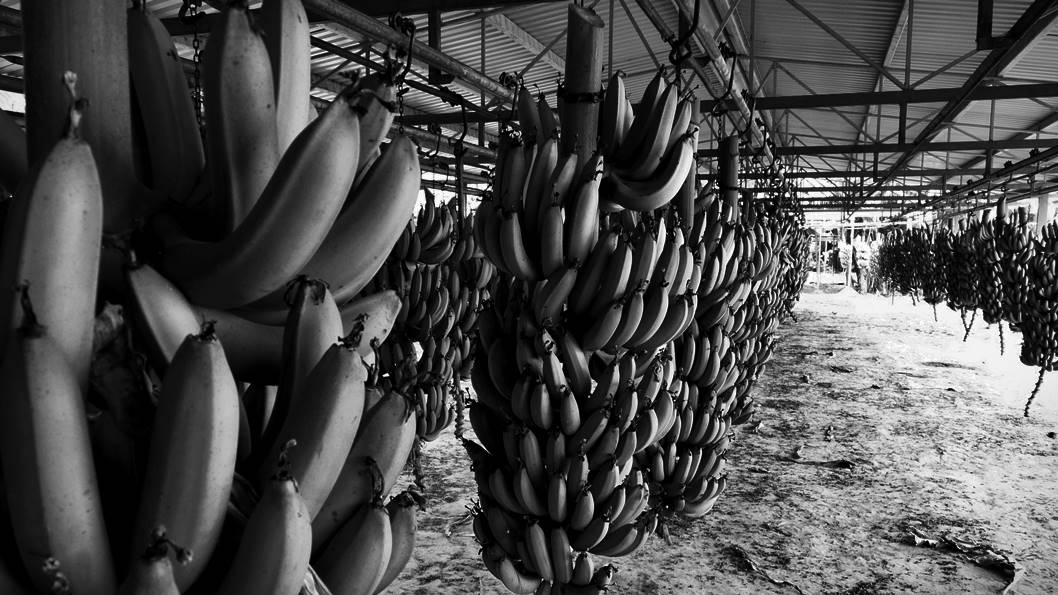 Las claves detrás del conflicto bananero argentino