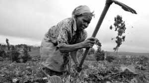 Kenya-Ghana-mujer-campo-agricultura-trabajo-01