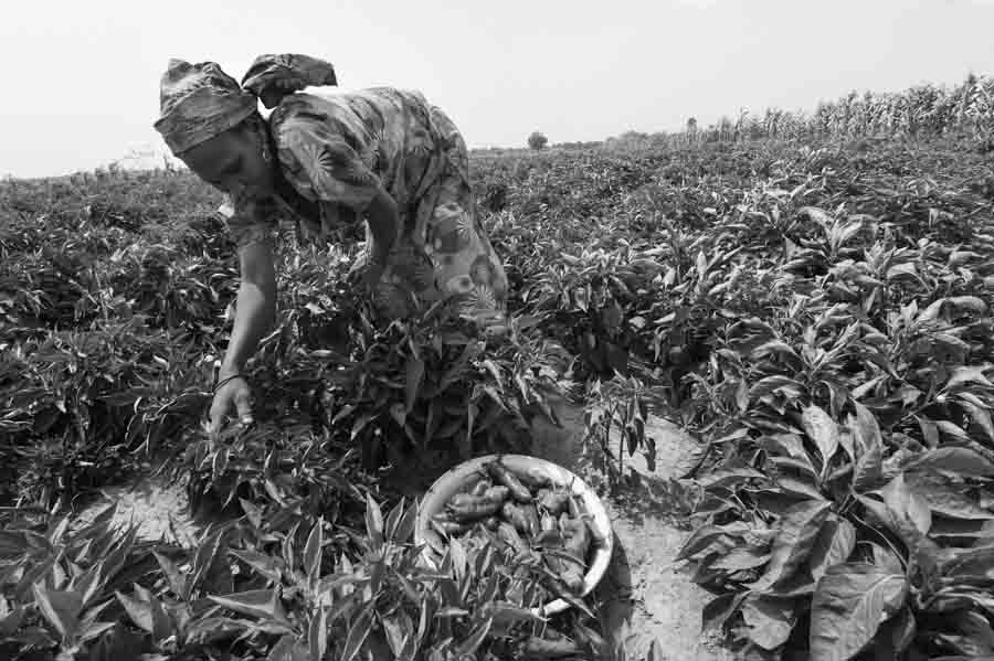 Kenya-Ghana-mujer-campo-agricultura-trabajo-02