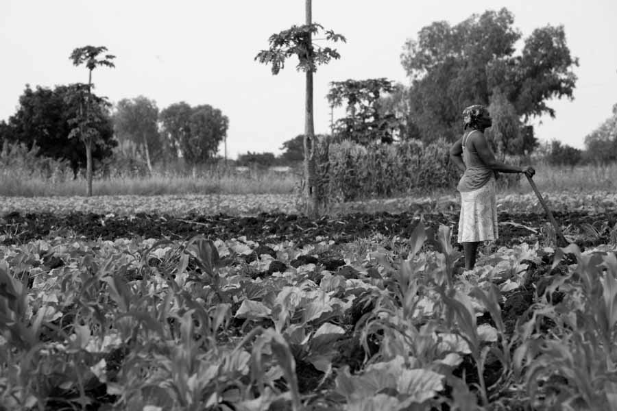 Kenya-Ghana-mujer-campo-agricultura-trabajo-03