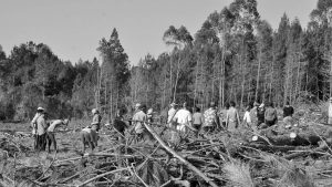 Una victoria ante el avance de la industria forestal