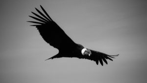 Condor-niños-alas