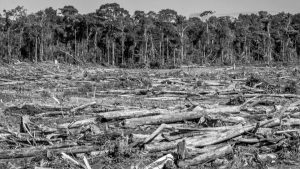 “Destruir un bosque para que hagan negocios es absolutamente condenable“