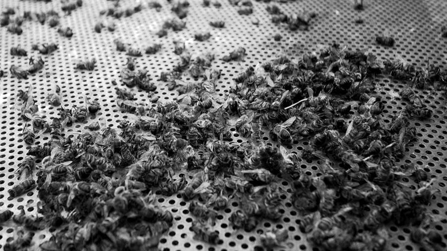 abejas-muertas-cordoba