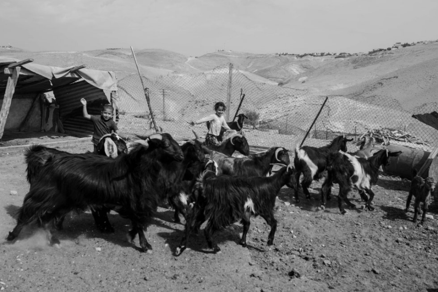 Palestina-cabras-economía-la-tinta