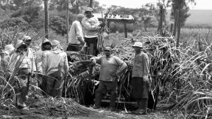 Venezuela-campesinos-caña-la-tinta