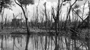 Brasil Amazonas deforestacion la-tinta