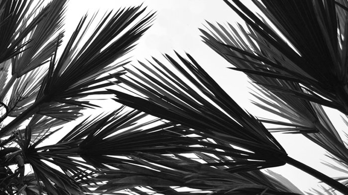 tejedora cerro colorado palmas