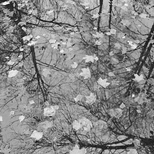 Agua-hojas-arbol.jpg