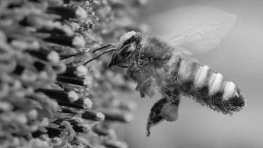 Polinizador-abeja-flores-polen