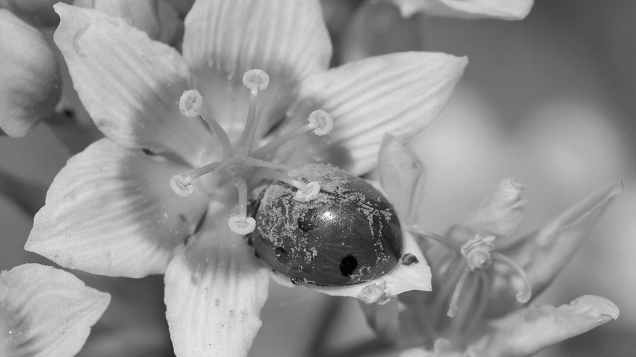 Polinizador-catita-vaquita-san-antonio-mariquita-flores-polen