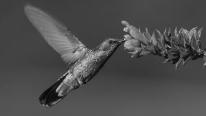colibrí-flores-polinizador-picaflor