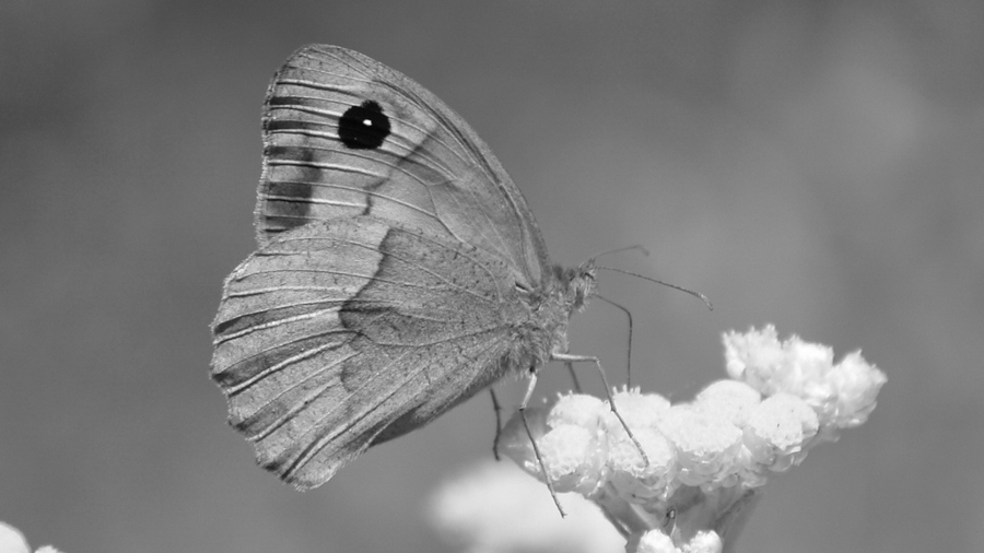 mariposa-flores-polen-polinizador