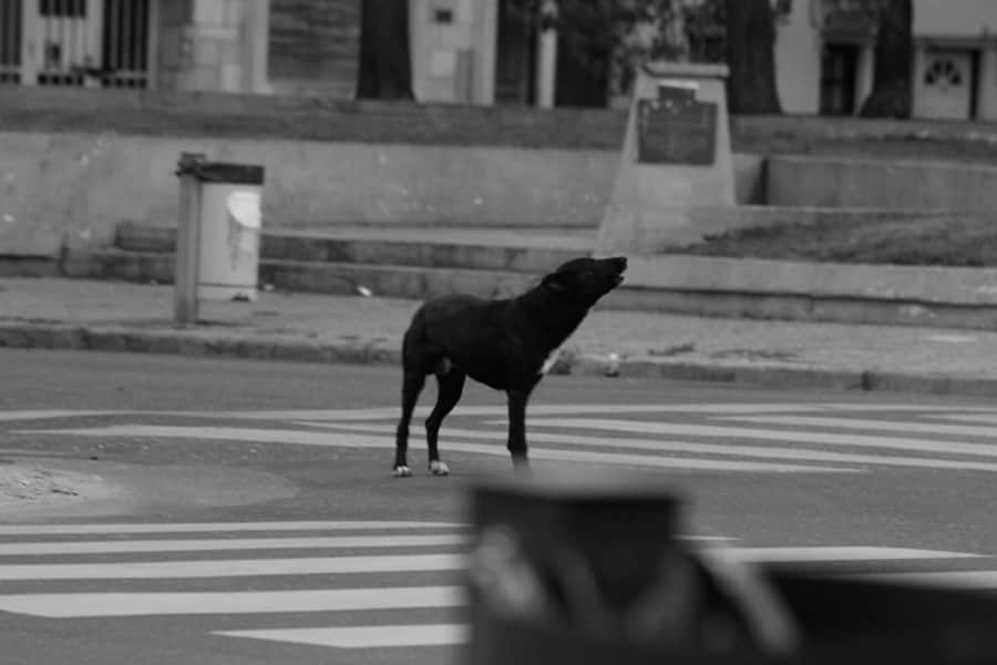Ocho perro negro_Tato Cicero_02