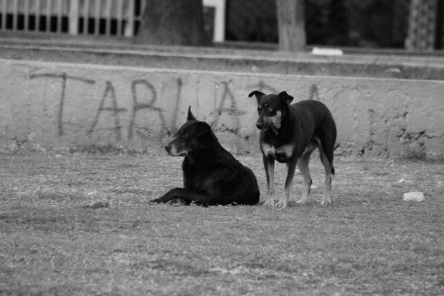 Ocho perro negro_Tato Cicero_06
