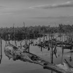 Agronegocio: Industria depredadora en la Península de Yucatán