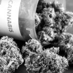 Primer cultivo científico de cannabis medicinal en Argentina