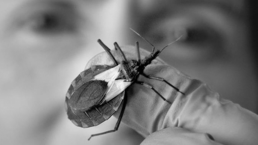 Mal-chagas-salud-insectos-01