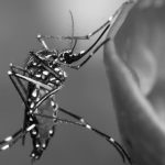 La relación entre el incremento del dengue, el uso de agroquímicos y el cambio climático