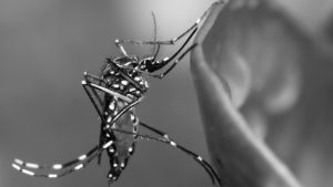 La relación entre el incremento del dengue, el uso de agroquímicos y el cambio climático
