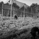 Del hambre de las barriadas populares a la reforma agroalimentaria del campo
