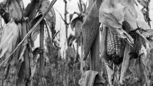 alimentación-choclo-maíz-campo
