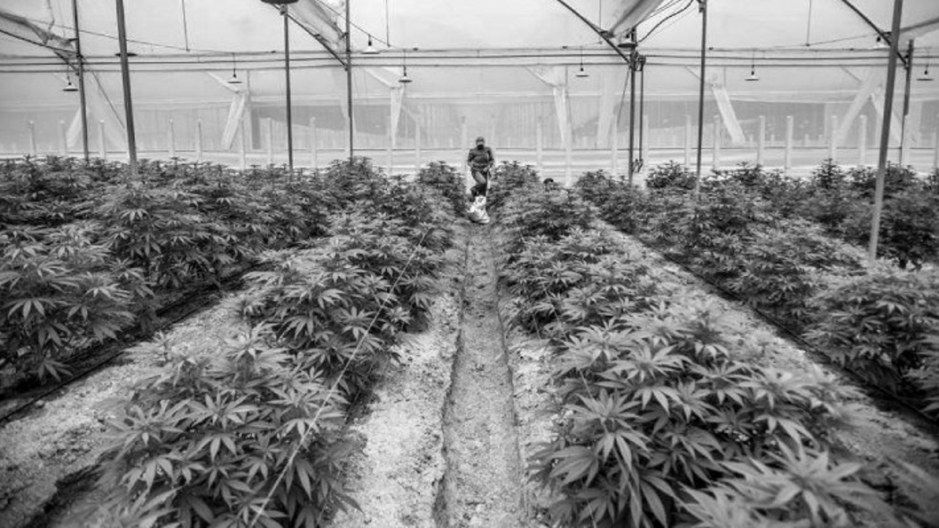 Cultivo comunitario de cannabis en el valle de Calamuchita