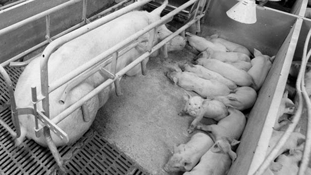 agronegocio-animal-antibiotico-cerdo-matadero-5