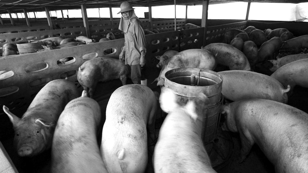 agronegocio-animal-antibiotico-cerdo-matadero-china-2