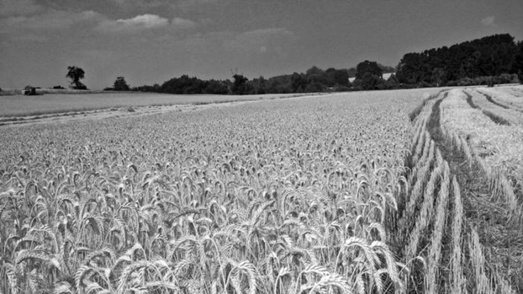 Ingenieros del INTA demostraron que el trigo agroecológico es más económico que el convencional