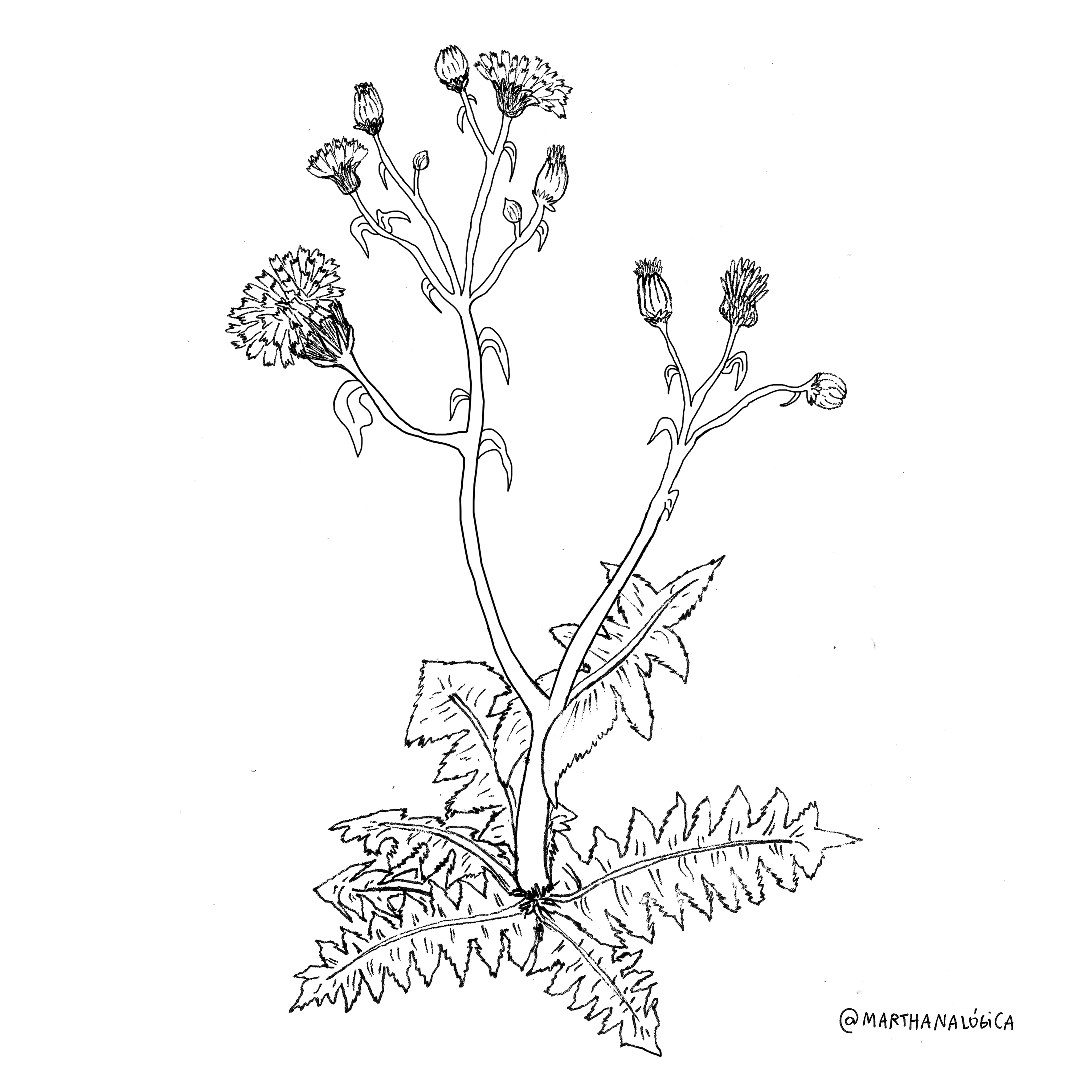 martha-analogica-yuyos-hierbas-medicinales-1