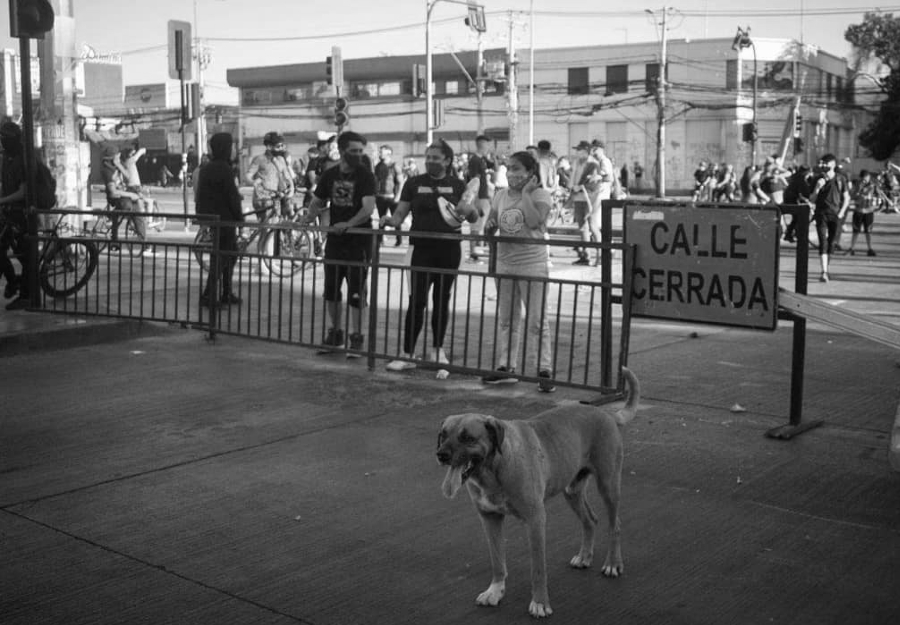 Chile manifestaciones perro la-tinta