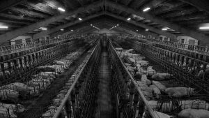 España Factoria granjas de cerdos la-tinta
