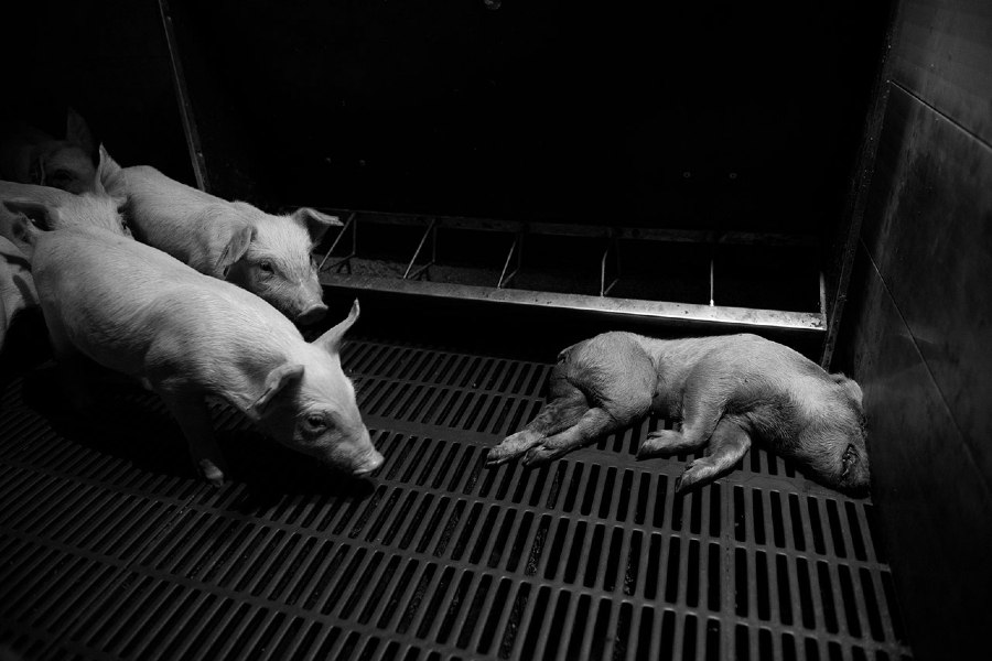 España cria masiva de cerdos Factoria la-tinta
