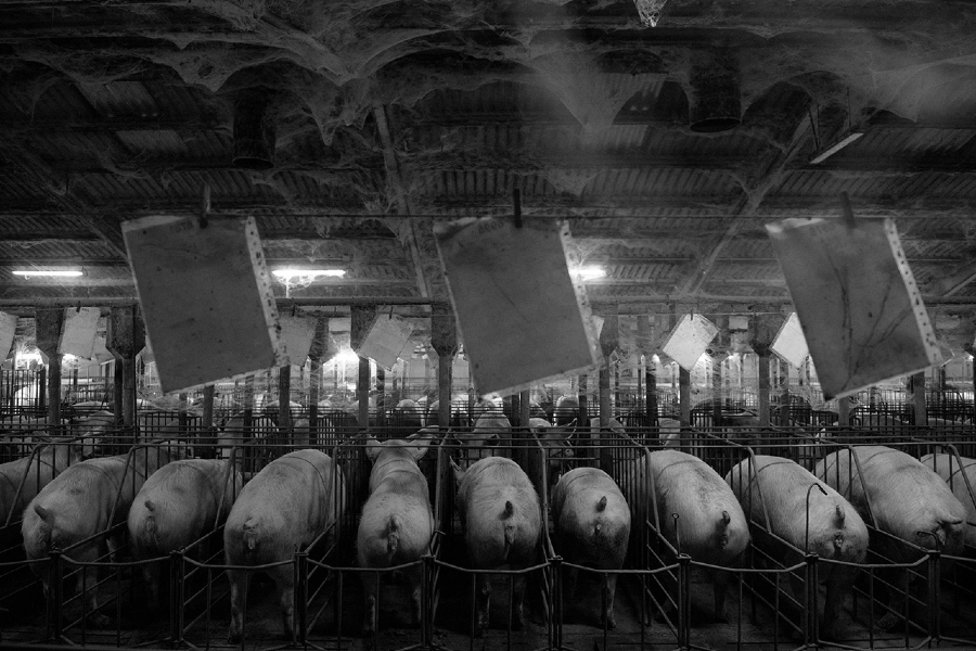 España granjas de cerdos Factoria la-tinta