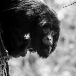 La pandemia y los incendios golpean a la reserva de monos carayá de La Cumbre