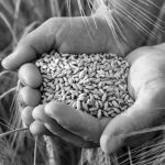 República Transgentina hasta en el pan: aprobaron el trigo transgénico, pero hay dudas sobre si logrará ser impuesto
