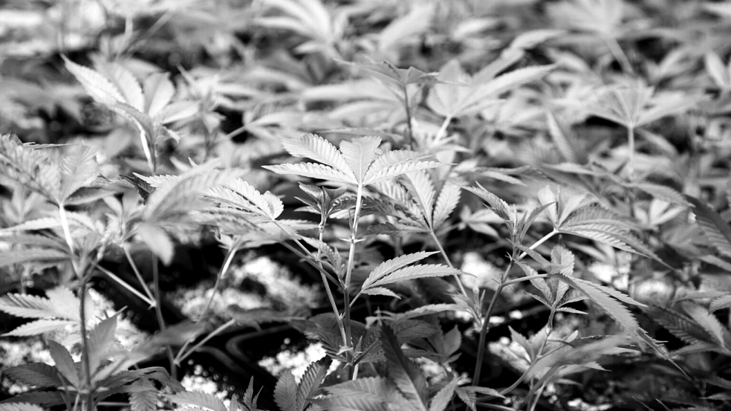 cannabis-medicinal-cordoba-reglamentacion2