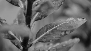 lluvia-hojas-planta