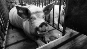 Megafactorías porcinas: la salud hecha un chiquero