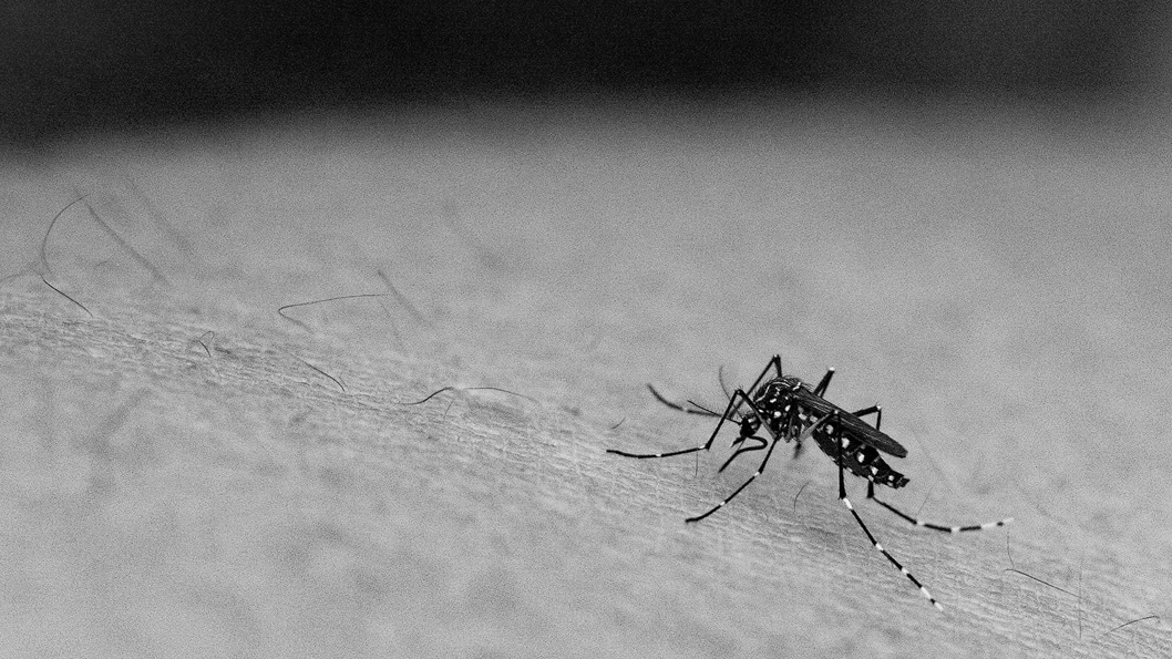En nueve años, casi se triplicó el número de viviendas con mosquitos transmisores del dengue