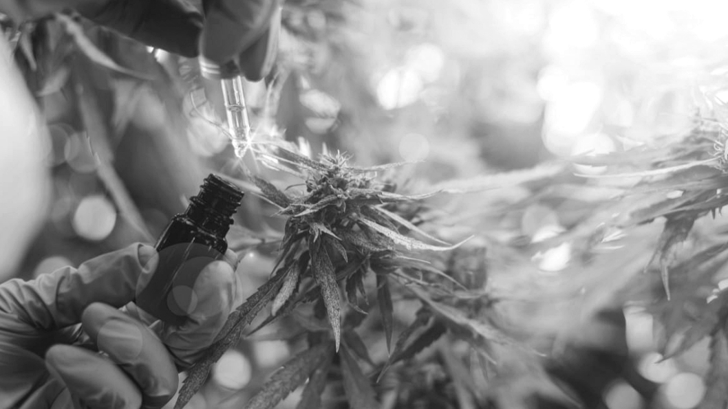 cannabis-medicinal-cordoba