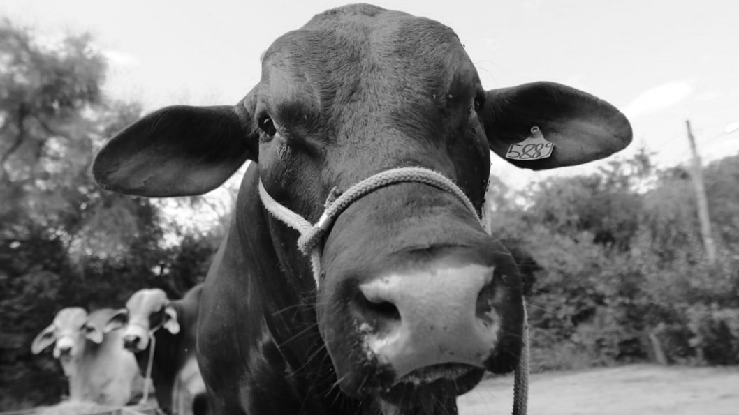 ganado-vaca-IP-campo-animal-carne
